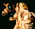 Male Mosquito (Culex pipiens)
