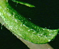 Pentas (Pentas lanceolata)
