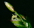 White-Flowered Weed