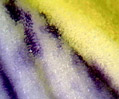 Wild Iris (Iris species)