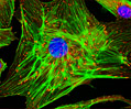 Bovine Pulmonary Artery Endothelial Cells (BPAE Line)