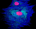 Rat Jejunum