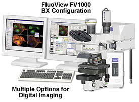 FluoView FV1000/BX61