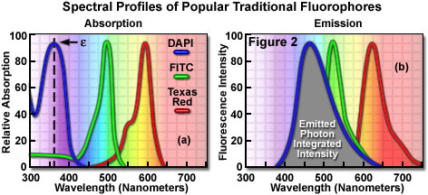 Olympus FluoView Resource Center: for Confocal