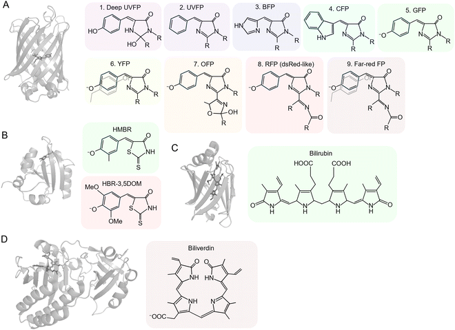 Fluorescent protein structures and their chromophores. (A) GFP-like FP structure (pdb ID: 2y0g)15 (left) and its autocatalysed chromophores for GFP-like FP variants (1–9, right). (B) FAST structure derived from Photoactive Yellow Protein (PYP) (pdb ID: 6umz)16 and its external chromophores, HMBR and HBR-3, 5DOM for green and red fluorescence, respectively. (C) UnaG structure (pdb ID: 4i3d)17 and its external chromophore bilirubin. (D) miRFP structure (pdb ID: 5viv)18 and its external chromophore biliverdin.