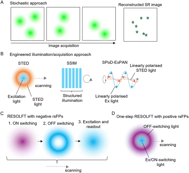 Fig. 6 Super-resolution (SR) imaging. (A) Stochastic approach in single molecular localisation microscopy (SMLM). Each fluorophore is stochastically activated and allowed to fluoresce during image acquisition. The SR image is reconstructed from a set of acquired image frames, where the localisation of each fluorophore is estimated using Gaussian point spared function. (B) Engineered illumination/acquisition approach in STED microscopy, SSIM, and SPoD-ExPAN microscopy. In STED microscopy, the overlap of Gaussian shaped excitation light and donuts-shape STED light is scanned. In SSIM, the structured illumination is illuminated and rotated to improve spatial resolution in all directions. In SPoD-ExPAN microscopy, linearly polarised excitation (Ex) and STED lights are illuminated, where the polarisation plane for excitation light is orthogonal to that for STED and they are rotated. (C) An illumination scheme of RESOLFT microscope with n-rsFPs, which requires three-step illumination before scanning; 1. ON-switching by a Gaussian beam, 2. OFF-switching by a doughnut-shaped beam, and 3. Excitation and readout fluorescence by a Gaussian beam. (D) An illumination scheme of RESOLFT microscope with positive rsFPs, where the overlap of Gaussian-shaped excitation (Ex)/ON-switching light and doughnut-shaped OFF-switching lights are scanned.