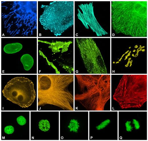 (A-L) Subcellular localization of selected monomeric FP fusions (listed in Table 1) with targeting proteins imaged in widefield fluorescence. Images are pseudocolored to match the FP emission profile. The FP fusion terminus and number of linker amino acids is indicated after the name of the targeted organelle or fusion protein. (A) EBFP2-mito-N-7 (human cytochrome C oxidase subunit VIII; mitochondria); (B)mCerulean-paxillin-N-22 (chicken; focal adhesions); (C) mTFP1-actin-C-7 (human β-actin; filamentous actin); (D)mEmerald-keratin-N-17 (human cytokeratin 18; intermediate filaments); (E) superfolder GFP-lamin B1-C-10 (human lamin B1; nuclear envelope); (F)mVenus-Cx43-N-7 (rat α-1 connexin-43; gap junctions); (G) YPet-EB3-N-7 (human microtubule-associated protein; RP/EB family); (H) mKO-Golgi-N-7 (N-terminal 81 amino acids of human β-1,4-glactosyltransferase; Golgi complex); (I) tdTomato-zyxin-N-7 (human zyxin; focal adhesions); (J) TagRFP-tubulin-C-6 (human α-tubulin; microtubules); (K)mCherry-vimentin-N-7 (human vimentin; intermediate filaments); (L)mPlum-α-actinin-N-19 (human non-muscle; cytoskeleton). (M-Q) Fusion of mEGFP with human histone H2B (mEGFP-H2B-N-6). (M) interphase; (N)prophase; (O) prometaphase; (P)metaphase; (Q) anaphase.