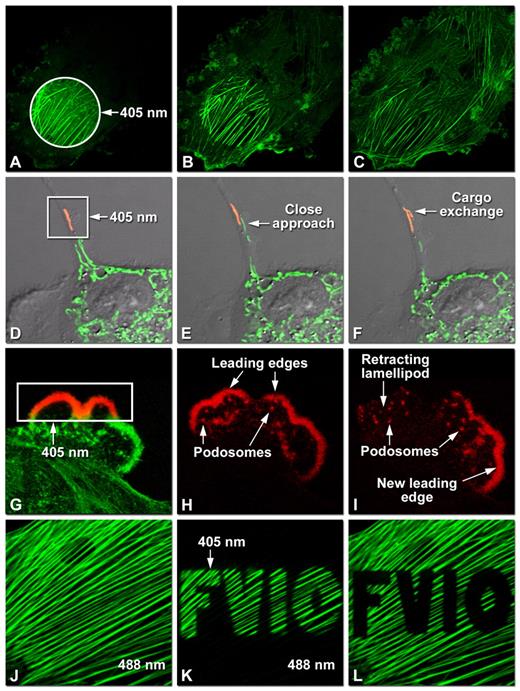 Optical highlighter FPs in action imaged with laser scanning confocal microscopy. (A-C) Photoactivation of mPA-GFP-actin-C-7 in opossum kidney (OK cell line) epithelial cells. (A) Circular region of interest selected with an Olympus FV1000 tornado scanner is illuminated at 405 nm for 5 seconds, t=0 minutes. (B) The photoactivated actin chimera first translocates to the ruffles at the cellular margins as fluorescence intensity decreases in the activated region, t=5 minutes. (C) Ruffles, cytoplasmic actin pools and the filamentous actin network gain more intensity at t=60 minutes. (D-F) Tracking of mitochondria labeled with tdEos-mito-N-7 in rabbit kidney (RK-13 cell line) epithelial cells. (D) Photoconversion of a single mitochondrion (red) in a selected region at 405 nm illumination, t=0 minutes. (E) Close approach of a non-converted (green) mitochondrion (arrow), t=10 minutes. (F) Cargo exchange between mitochondria (arrow), t=20 minutes. (G-I) Examination of lamellipodia with Dendra2-actin-C-7 in OK cells. (G) Photoconversion (red) of the selected region (box) with a 405 nm laser, t=0 minutes. (H) The photoconverted channel illustrates podosome formation by photoconverted actin and changes in leading edges, t=20 minutes. (I) Photoconverted lamellipod retracts amid increased podosome formation and generation of a new leading edge, t=45 minutes. (J-L) Photoswitching of the actin cytoskeleton with Dronpa-actin-C-7 in rat thoracic aorta (A7r5 cell line) myoblasts. (J) Actin network imaged with a 488-nm laser, t=0 minutes. (K) After completely photoswitching the labeled actin `off' at 488 nm, the region spelling FV10 was activated with a 405 nm laser, t=3 minutes. (L) FV10 region photobleached while imaging the actin network at 488 nm.