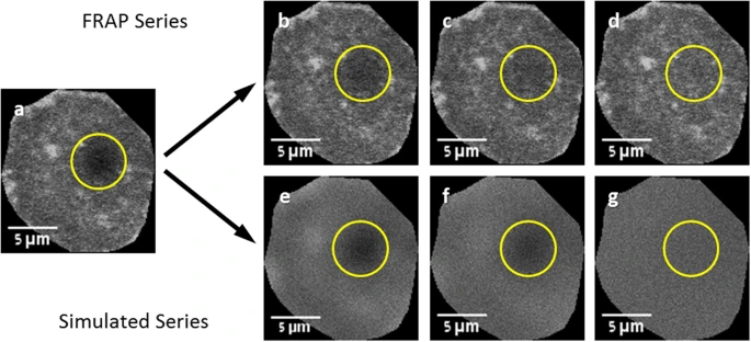 FRAP recovery series and its corresponding simulated recovery (a) the first post-bleach frame is used as the basis of the simulated recovery. (b–d) Images from the actual FRAP series showing recovery of the bleached spot. (e–g) Images from the simulated recovery series, showing simulation progression. The circle represents the user-chosen area for monitoring fluorescence recovery.