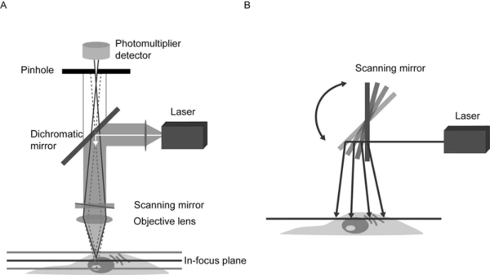 Components of a confocal microscope. A. Light from a laser source is passed through collimating optics to a variable dichromatic mirror or AOBS and reflected to the objective lens which focuses the beam on a point in the sample. Scanning mirrors sweep the excitation beam over the sample point by point to build the image. Emitted fluorescence passes back through the objective lens, the dichromatic mirror or AOBS, and is detected by the PMT(s). A pinhole placed in the conjugate image plane to the focal point in the sample serves to reject out-of-focus light, which does is not picked up by the detector. In this epifluorescence configuration, the illumination and emission light both pass through the same lens, thus requiring only the detector-side pinhole. Varying the size of the pinhole changes the amount of light collected and the optical section thickness. Spectral imaging can be achieved with an array of PMTs and a diffraction grating, or prism, placed in the emission light path. B. A schematic of the scanning mirrors employed by confocal microscopes to sweep the excitation light across the sample.