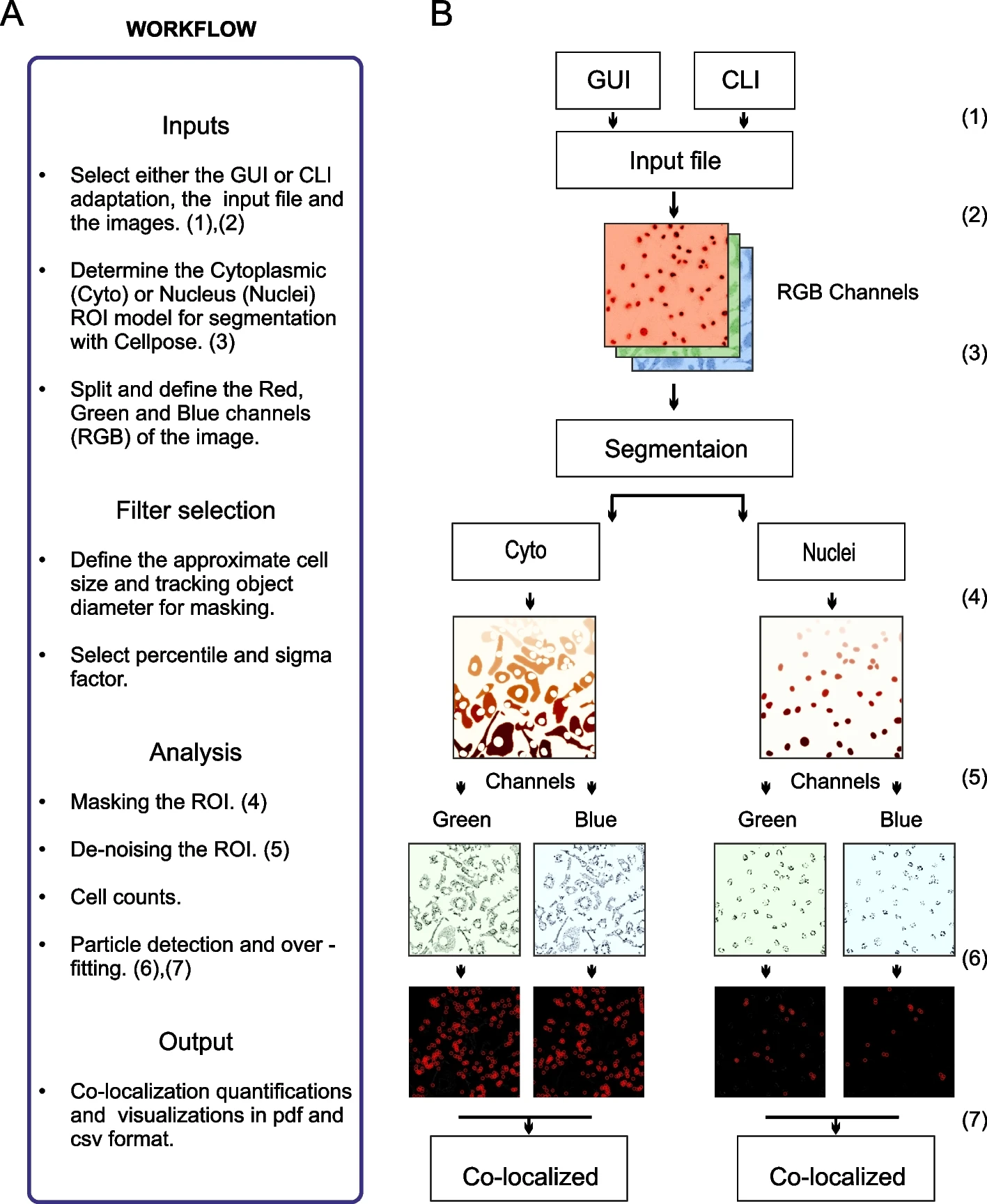 Overview of the SpotitPy software design in Python. A Workflow description of SpotitPy. After selecting either the GUI or CLI adaptation of the software (1), the user has to provide the input images, which meet the required perquisites (2). Parameters of the experimental setup have to be defined. These include selecting the model of segmentation (3) and defining the appropriate thresholds. Once completed, the software will initiate the analysis by identifying the cellular compartments. It will then create the mask for the ROI selection (4), de-noise the remaining image (5), estimate the number of cells and conclude with the particle tracking step in each channel. Finally, each channel’s detected particles (6) will be compared to identify the co-localized particles (7). All results can be found in the output generated data files. B Visual interpretation of each step with the corresponding numerical identifiers. Matplotlib was used for image visualization