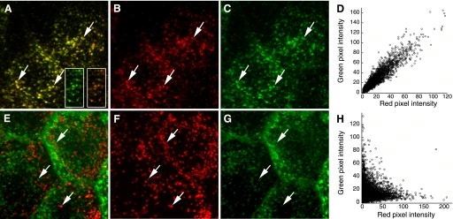 Colocalization analysis of endocytic probes. A: maximum projection of an image volume of Madin Darby Canine Kidney (MDCK) cells following incubation with transferrin conjugated to Texas Red (B) and Alexa 488 (C) Arrows indicate endosomes containing both probes. D: scatterplot of red and green pixel intensities of the two cells shown in A. E: maximum projection of an image volume of MDCK cells following incubation in Texas Red-dextran (F) and Alexa 488-transferrin (G). Arrows indicate examples of lysosomes containing Texas Red-dextran. H: scatterplot of red and green pixel intensities of the image shown in E.